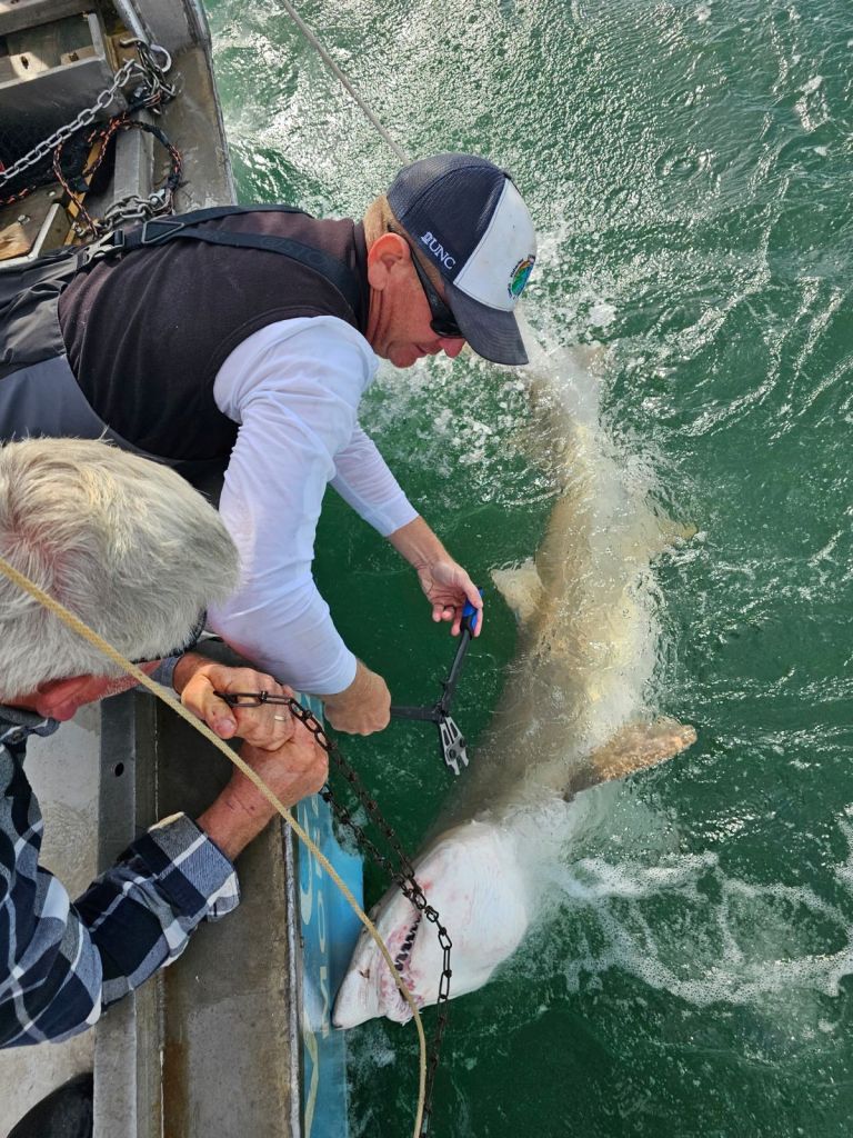 Researchers tag a shark from a boat